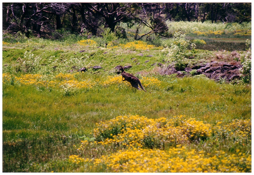 04 The Great Ocean Road (15).jpg